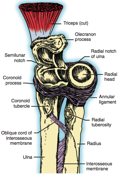 head of radius annular ligament